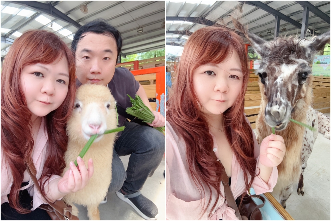 【苗栗景點】童萌農場|羊咩咩可以抱,狐獴、斑點駱馬、迷你豬,門票可折抵伴手禮 @猴屁的異想世界 【苗栗景點】童萌農場|羊咩咩可以抱,狐獴、斑點駱馬、迷你豬,門票可折抵伴手禮 @猴屁的異想世界