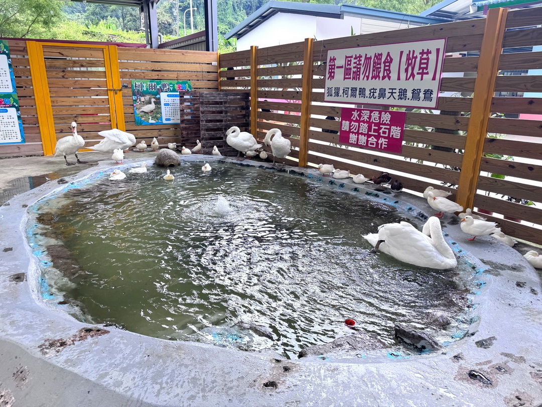 【苗栗景點】童萌農場|羊咩咩可以抱,狐獴、斑點駱馬、迷你豬,門票可折抵伴手禮 @猴屁的異想世界 【苗栗景點】童萌農場|羊咩咩可以抱,狐獴、斑點駱馬、迷你豬,門票可折抵伴手禮 @猴屁的異想世界