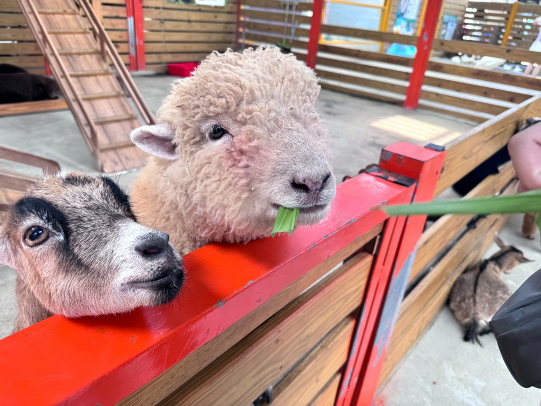 【苗栗景點】童萌農場|羊咩咩可以抱,狐獴、斑點駱馬、迷你豬,門票可折抵伴手禮 @猴屁的異想世界 【苗栗景點】童萌農場|羊咩咩可以抱,狐獴、斑點駱馬、迷你豬,門票可折抵伴手禮 @猴屁的異想世界