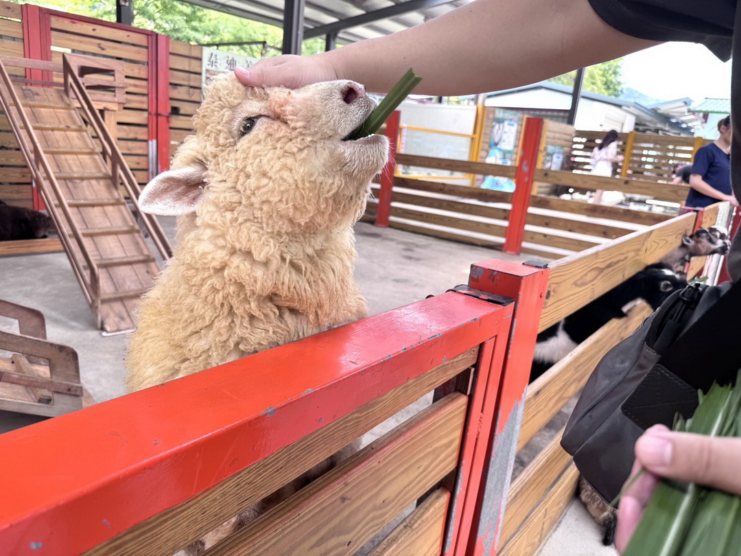 【苗栗景點】童萌農場|羊咩咩可以抱,狐獴、斑點駱馬、迷你豬,門票可折抵伴手禮 @猴屁的異想世界 【苗栗景點】童萌農場|羊咩咩可以抱,狐獴、斑點駱馬、迷你豬,門票可折抵伴手禮 @猴屁的異想世界