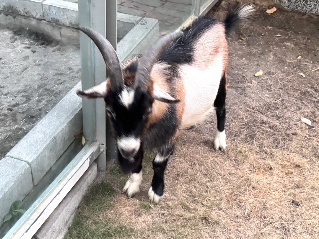 天使&惡魔寵物互動園區|高雄親子景點推薦,水豚羊駝狐獴近距離互動超療癒 @猴屁的異想世界 天使&惡魔寵物互動園區|高雄親子景點推薦,水豚羊駝狐獴近距離互動超療癒 @猴屁的異想世界