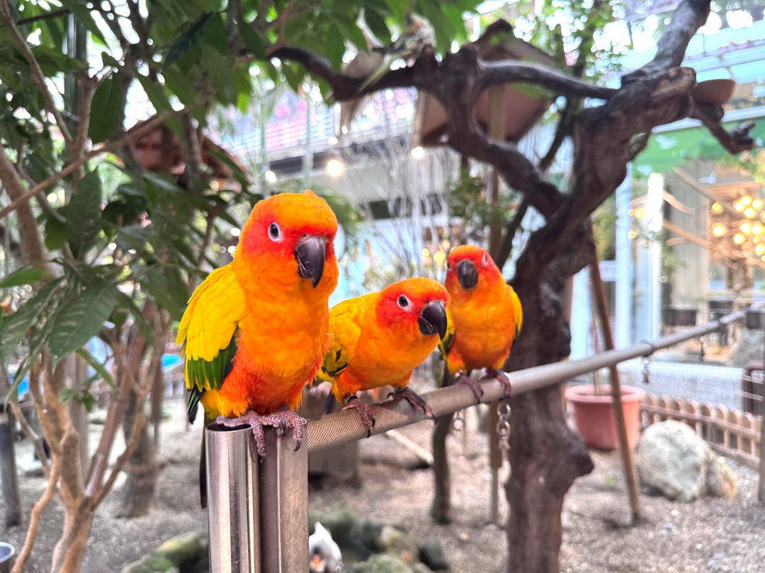 天使&惡魔寵物互動園區|高雄親子景點推薦,水豚羊駝狐獴近距離互動超療癒 @猴屁的異想世界 天使&惡魔寵物互動園區|高雄親子景點推薦,水豚羊駝狐獴近距離互動超療癒 @猴屁的異想世界