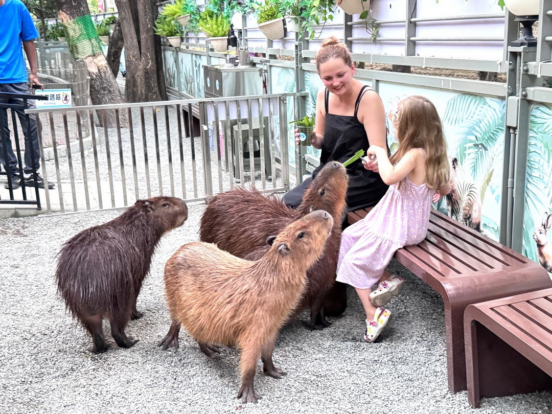 天使&惡魔寵物互動園區|高雄親子景點推薦,水豚羊駝狐獴近距離互動超療癒 @猴屁的異想世界 天使&惡魔寵物互動園區|高雄親子景點推薦,水豚羊駝狐獴近距離互動超療癒 @猴屁的異想世界