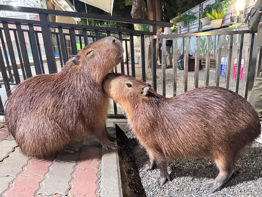 天使&惡魔寵物互動園區|高雄親子景點推薦,水豚羊駝狐獴近距離互動超療癒 @猴屁的異想世界 天使&惡魔寵物互動園區|高雄親子景點推薦,水豚羊駝狐獴近距離互動超療癒 @猴屁的異想世界