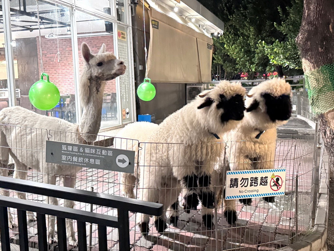 天使&惡魔寵物互動園區|高雄親子景點推薦,水豚羊駝狐獴近距離互動超療癒 @猴屁的異想世界 天使&惡魔寵物互動園區|高雄親子景點推薦,水豚羊駝狐獴近距離互動超療癒 @猴屁的異想世界