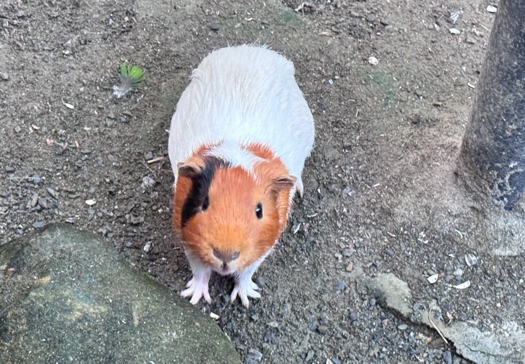 天使&惡魔寵物互動園區|高雄親子景點推薦,水豚羊駝狐獴近距離互動超療癒 @猴屁的異想世界 天使&惡魔寵物互動園區|高雄親子景點推薦,水豚羊駝狐獴近距離互動超療癒 @猴屁的異想世界