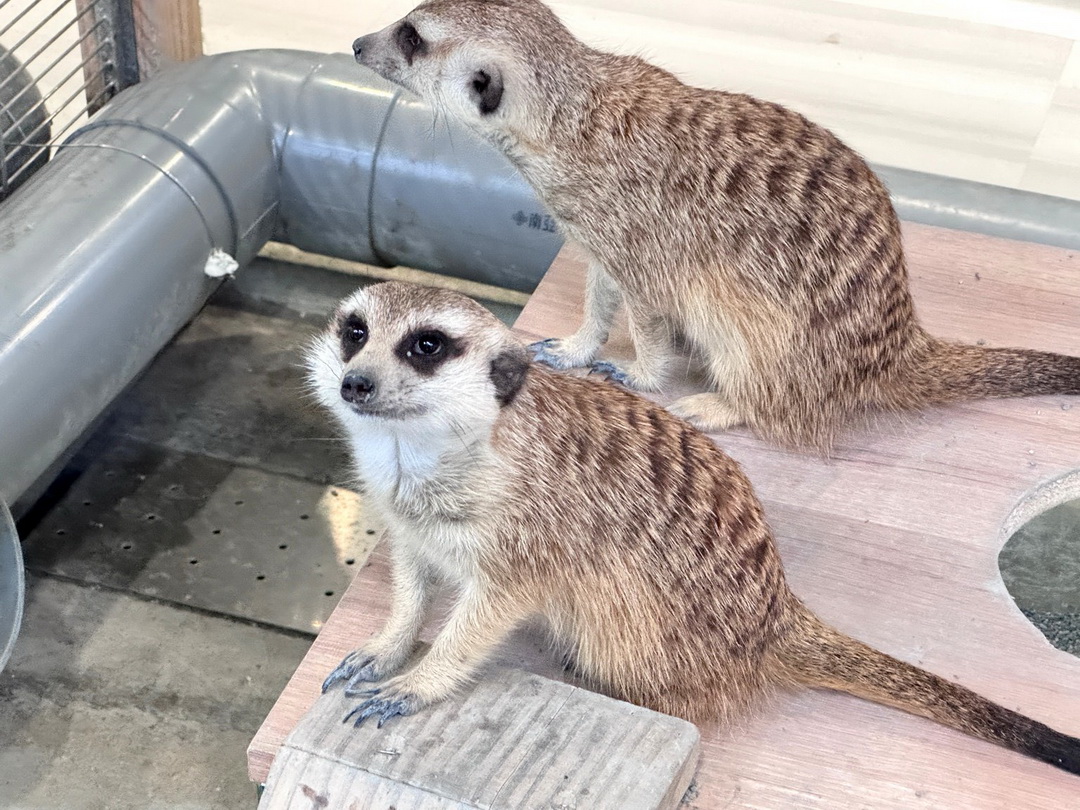 天使&惡魔寵物互動園區|高雄親子景點推薦,水豚羊駝狐獴近距離互動超療癒 @猴屁的異想世界 天使&惡魔寵物互動園區|高雄親子景點推薦,水豚羊駝狐獴近距離互動超療癒 @猴屁的異想世界