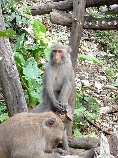 郭叔叔獼猴生態區｜台中大坑景點，小猴子4.5.6月陸續出生囉 @猴屁的異想世界