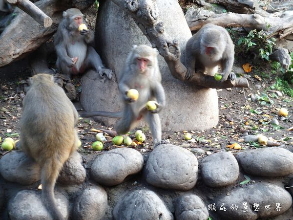 郭叔叔獼猴生態區｜台中大坑景點，小猴子4.5.6月陸續出生囉 @猴屁的異想世界