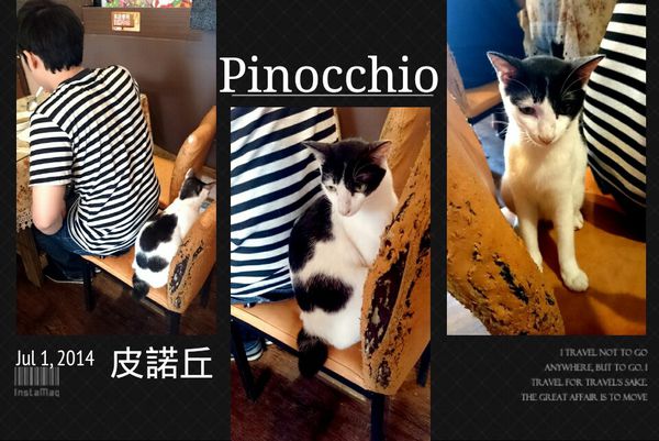 皮諾丘複合餐飲｜新莊輔大周邊美食，514巷有超可愛貓咪陪伴的餐廳 @猴屁的異想世界