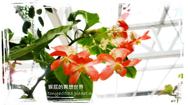 香草菲菲｜宜蘭景點推薦！花是愛偶像劇取景地，芳香植物博物館好拍又好逛 @猴屁的異想世界