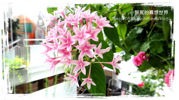 香草菲菲｜宜蘭景點推薦！花是愛偶像劇取景地，芳香植物博物館好拍又好逛 @猴屁的異想世界