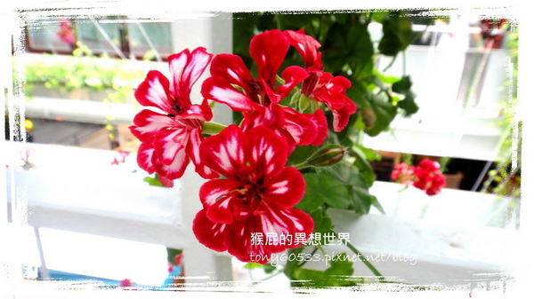 香草菲菲｜宜蘭景點推薦！花是愛偶像劇取景地，芳香植物博物館好拍又好逛 @猴屁的異想世界
