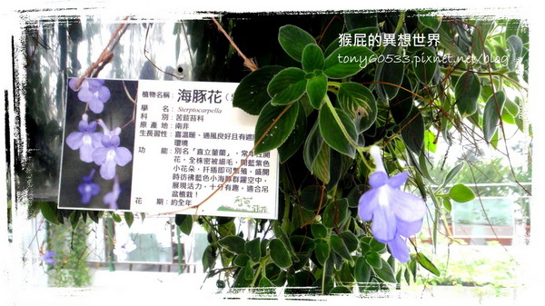 香草菲菲｜宜蘭景點推薦！花是愛偶像劇取景地，芳香植物博物館好拍又好逛 @猴屁的異想世界